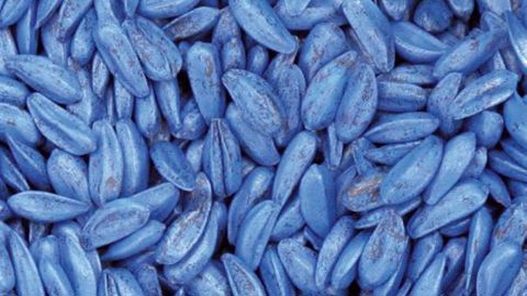 PHOTO : ODILE MAILLARD