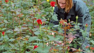 Julie, élève en 1re bac pro « productions végétales » au lycée horticole et du paysage de Coutances, dans le département de la Manche (50), apporte des auxiliaires sur une culture de rosiers.PHOTO : LYCÉE DE COUTANCES