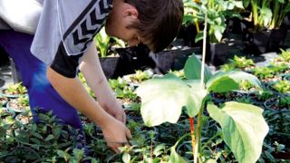 Au lycée, le plan Écophyto passe, entre autres, par l'utilisation de l'aubergine en tant que plante piège d'aleurodes en culture de fuchsia. Les comptages sont effectués par les élèves.