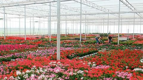 La démarche de management de l'énergie de Kammerer, validée par la certification Iso 50001, lui a permis de réaliser des économies substantielles de chauffage. Ici, production de géraniums dans la nouvelle serre.PHOTO : KAMMERER