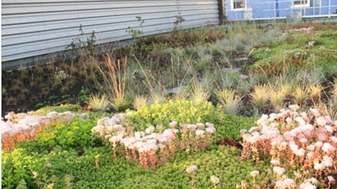 Un exemple de végétalisation semi-intensive au centre de formation des métiers du bâtiment et des travaux publics de Trappes (78).PHOTO : SOCIÉTÉ MEPEL
