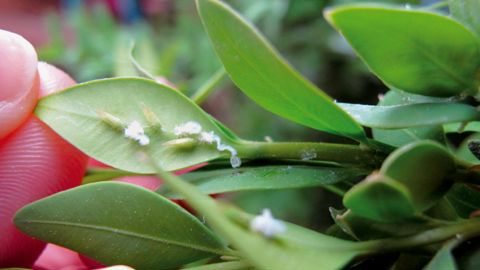 Le psylle Psylla buxi est apparu dès fin mars début avril en espaces verts et en pépinière.