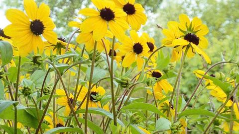 PHOTO : LE JARDIN D'ADOUÉ