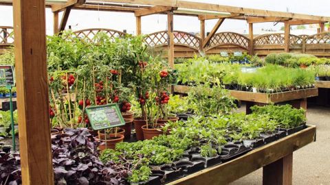 Sur un an, la plupart des entreprises horticoles affiliées à la FNPHP ont constaté une baisse de leur activité commerciale. Une demande de prise en charge des cotisations sociales a été faite auprès du ministère de l'Agriculture.