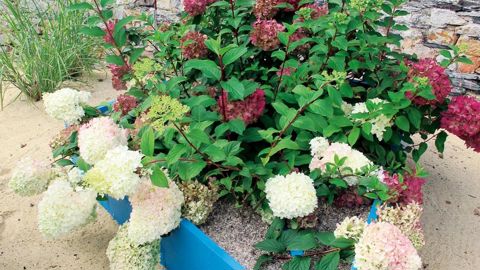 En 2014, le jardin des nouveautés présentait notamment les Hydrangea paniculata Diamant Rouge® et Hydrangea paniculata Dentelle de Gorron®, commercialisés par le Sapho.