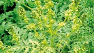 Le département du Rhône et le Grand Lyon ont élaboré de nombreux outils pour combattre l'ambroisie (guide à destination des collectivités, affiches, plaquettes...). Sur le web, des sites comme ambroisie.info ou ambrosia.ch recensent de nombreuses informations sur le sujet.PHOTO : WWW.AMBROSIA.CH