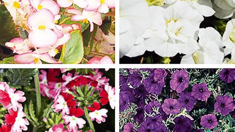 Parmi trente-cinq espèces de plantes à massif étudiées depuis 2010, les ventes en volume de jeunes plants sont favorables aux Begonia semperflorens, pétunias, verveines et Calibrachoa...PHOTOS : FLEUROSELECT
