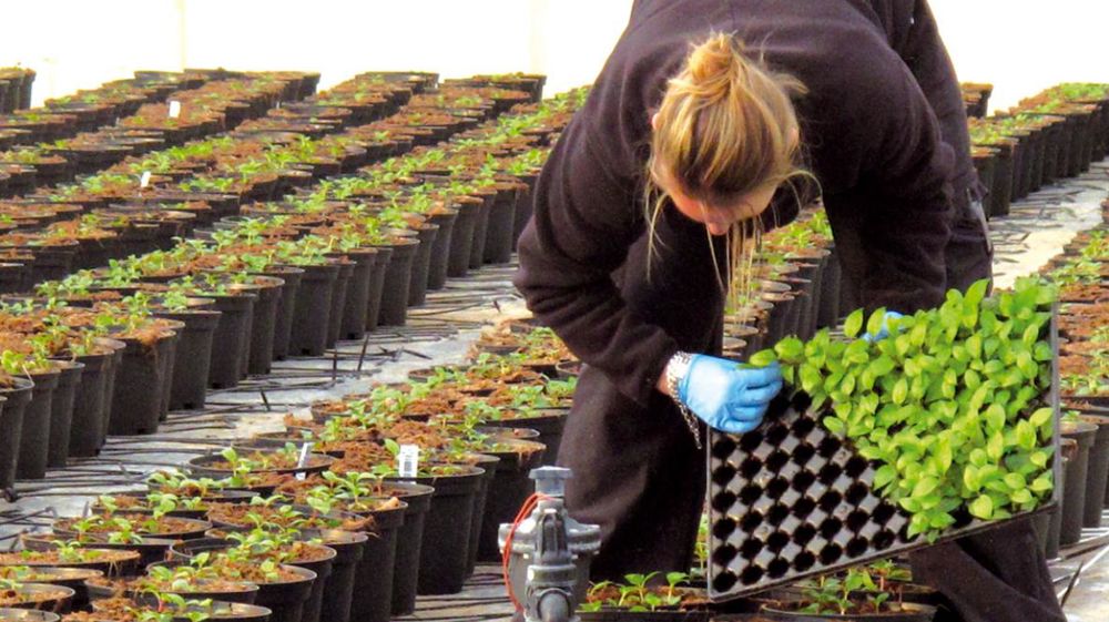 Dans les métiers horticoles, prévenir la pénibilité de nombreuses tâches pourrait aider à prolonger la carrière professionnelle dans de meilleures conditions de santé pour les salariés. Et jouer sur leur motivation. Dans les métiers horticoles, prévenir la pénibilité de nombreuses tâches pourrait aider à prolonger la carrière professionnelle dans de meilleures conditions de santé pour les salariés. Et jouer sur leur motivation.
