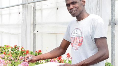 Thierno Sy suit le bon déroulement des essais. Il partage son temps entre les serres et le bureau, où il enregistre ses interventions et rédige des synthèses.