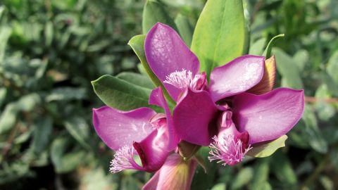 La bactérie identifiée en Corse sur Polygala myrtifolia appartient à la sous-espèce multiplex. Un plan d'urgence a été mis en place, ainsi qu'une mission d'expertise.