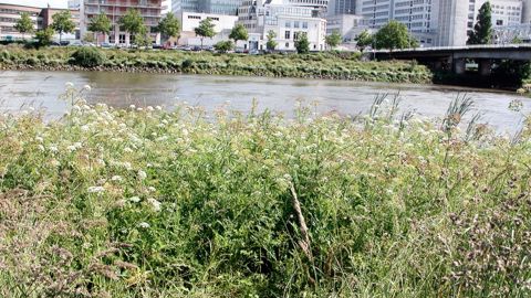 À Nantes, les bords de Loire, en pleine ville, abritent des plantes rares et protégées, parmi lesquelles l'angélique des estuaires, Angelica heterocarpa.