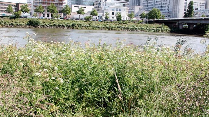À Nantes, les bords de Loire, en pleine ville, abritent des plantes rares et protégées, parmi lesquelles l'angélique des estuaires, Angelica heterocarpa.