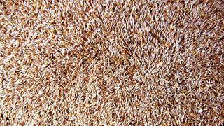 Dans un contexte de prix des semences de gazon tendu, deux opérateurs, RAGT Semences et Plan SAS, unissent leurs efforts.