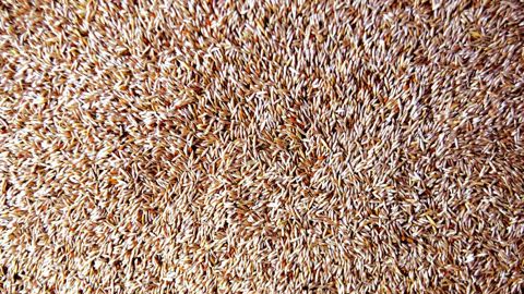 Dans un contexte de prix des semences de gazon tendu, deux opérateurs, RAGT Semences et Plan SAS, unissent leurs efforts.