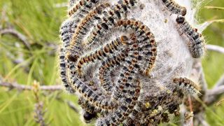 Les chenilles processionnaires du pin Thaumetopoea pityocampa (et du chêne T. processionea) provoquent l'affaiblissement des arbres, et leurs poils urticants et allergisants sont responsables d'une dermite, appelée érucisme. Les chenilles processionnaires du pin Thaumetopoea pityocampa (et du chêne T. processionea) provoquent l'affaiblissement des arbres, et leurs poils urticants et allergisants sont responsables d'une dermite, appelée érucisme.