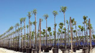 Pour que chaque entreprise puisse se positionner, le congrès FNPHP de juin donnera les résultats de l'observatoire des données économiques et financières, et de l'observatoire de la production horticole. Pour que chaque entreprise puisse se positionner, le congrès FNPHP de juin donnera les résultats de l'observatoire des données économiques et financières, et de l'observatoire de la production horticole.