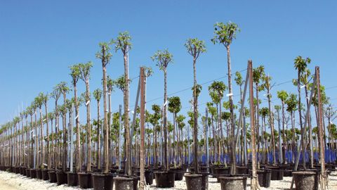 Pour que chaque entreprise puisse se positionner, le congrès FNPHP de juin donnera les résultats de l'observatoire des données économiques et financières, et de l'observatoire de la production horticole.