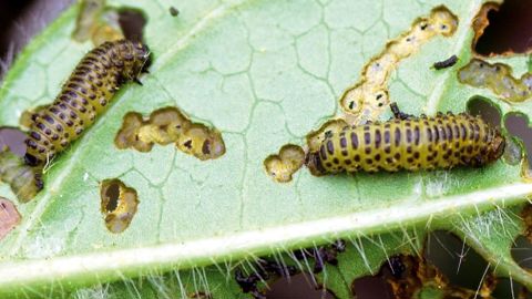 Le froid de l'hiver a conservé les oeufs en diapause, tandis que le mois d'avril particulièrement chaud a entraîné une attaque précoce des larves (une dizaine de jours par rapport aux années antérieures).