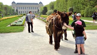 PHOTO : F.G. GRANDIN, MNHN