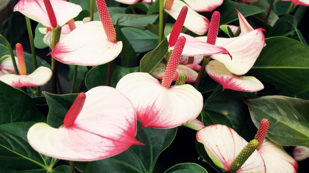 Les tensions entre l'Union européenne et la Russie pourraient avoir des répercussions sur l'ensemble du marché européen des fleurs coupées.PHOTO : VALÉRIE VIDRIL Les tensions entre l'Union européenne et la Russie pourraient avoir des répercussions sur l'ensemble du marché européen des fleurs coupées.PHOTO : VALÉRIE VIDRIL