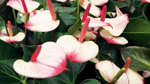 Les tensions entre l'Union européenne et la Russie pourraient avoir des répercussions sur l'ensemble du marché européen des fleurs coupées.PHOTO : VALÉRIE VIDRIL