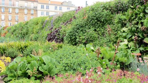 À Montrouge (92), un mur végétalisé en extérieur a été installé sur le site de la piscine Aquapol.