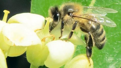 Les néonicotinoïdes sont reconnus dangereux pour l'environnement, classés au plan écotoxicologique vis-à-vis de certains organismes aquatiques et insectes pollinisateurs, dont les abeilles.