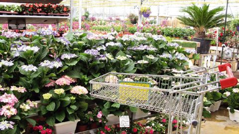 Les 20 et 21 juin à Toulouse, la FNPHP tentera d'insuffler l'esprit rugby aux horticulteurs. Une mission délicate alors que le printemps a été très difficile...