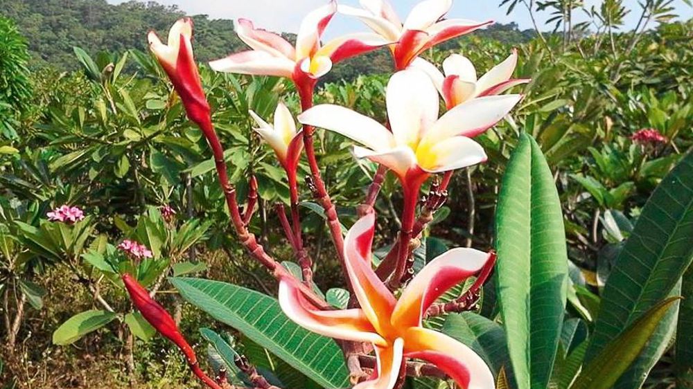Les fleurs (du blanc au rouge, en passant par le jaune et le rose) au parfum de vanille et d'amande forment des corolles patelliformes parfois consommées en pâtisserie ou en confiture, et appréciées des parfumeurs.PHOTO : GUYANE PLUMERIA Les fleurs (du blanc au rouge, en passant par le jaune et le rose) au parfum de vanille et d'amande forment des corolles patelliformes parfois consommées en pâtisserie ou en confiture, et appréciées des parfumeurs.PHOTO : GUYANE PLUMERIA
