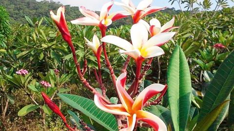 Les fleurs (du blanc au rouge, en passant par le jaune et le rose) au parfum de vanille et d'amande forment des corolles patelliformes parfois consommées en pâtisserie ou en confiture, et appréciées des parfumeurs.PHOTO : GUYANE PLUMERIA