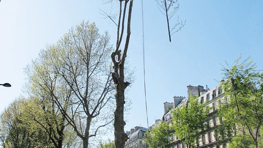 La loi précise qu'un élagueur n'a pas le droit de monter dans un arbre seul. Les règles d'intervention en matière de sécurité figurent parmi les critères pour choisir une entreprise qualifiée et compétente pour réaliser ce type d'activité.PHOTO : PASCAL FAYOLLE La loi précise qu'un élagueur n'a pas le droit de monter dans un arbre seul. Les règles d'intervention en matière de sécurité figurent parmi les critères pour choisir une entreprise qualifiée et compétente pour réaliser ce type d'activité.PHOTO : PASCAL FAYOLLE