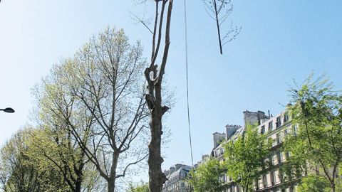 La loi précise qu'un élagueur n'a pas le droit de monter dans un arbre seul. Les règles d'intervention en matière de sécurité figurent parmi les critères pour choisir une entreprise qualifiée et compétente pour réaliser ce type d'activité.PHOTO : PASCAL FAYOLLE