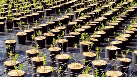 Les formations ont pour objectif de mettre en oeuvre un plan d'amélioration spécifique à chaque entreprise sur les différents thèmes techniques sensibles (gestion des apports d'eau, récupération et recyclage aux Pépinières Végétal 85).