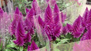 Le chiffre d'affaires de FloraHolland augmente légèrement, mais pour maintenir son équilibre financier, la coopérative réalise un certain nombre de changements : nouveaux services, promotion pour ses adhérents, transactions directes autorisées...PHOTO : VALÉRIE VIDRIL Le chiffre d'affaires de FloraHolland augmente légèrement, mais pour maintenir son équilibre financier, la coopérative réalise un certain nombre de changements : nouveaux services, promotion pour ses adhérents, transactions directes autorisées...PHOTO : VALÉRIE VIDRIL