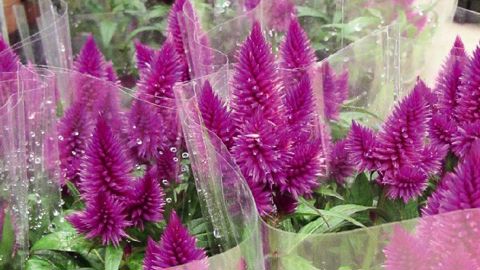 Le chiffre d'affaires de FloraHolland augmente légèrement, mais pour maintenir son équilibre financier, la coopérative réalise un certain nombre de changements : nouveaux services, promotion pour ses adhérents, transactions directes autorisées...PHOTO : VALÉRIE VIDRIL