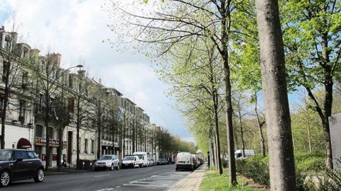 Le colloque « La loi Arbres, une nécessité en France, en Europe et dans le monde », qui se déroulera au début du mois d'octobre à Pantin (93), vise à promouvoir l'arbre en ville.