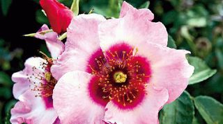 PHOTO : SNHF PHOTO : SNHF