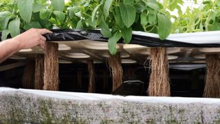 Le CDHR Centre teste l'aéroponie sur le Coleus forskohlii. Grâce à cette technique, les racines sont simples à extraire et propres. En effet, elles « baignent » dans l'air et une solution fertilisante est pulvérisée régulièrement. Le CDHR Centre teste l'aéroponie sur le Coleus forskohlii. Grâce à cette technique, les racines sont simples à extraire et propres. En effet, elles « baignent » dans l'air et une solution fertilisante est pulvérisée régulièrement.