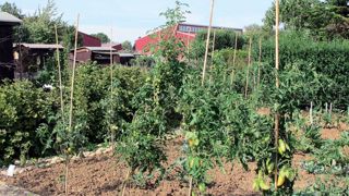 L'agriculture urbaine fait partie, avec une mission « économie et marché », des nouvelles orientations stratégiques d'Astredhor. L'agriculture urbaine fait partie, avec une mission « économie et marché », des nouvelles orientations stratégiques d'Astredhor.