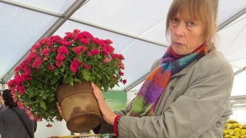 Sigrid Hansen-Catania, ici lors du dernier Salon du chrysanthème, prouve qu'à force de ténacité, on peut devenir ingénieur horticole, trouver des postes à responsabilité, participer au développement de produits à la pointe des sensibilités à l'environnement...
