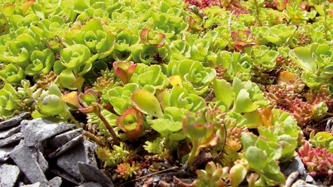 Les sédums restent les plantes les plus utilisées sur les toitures végétalisées. Un observatoire est mis en place pour diversifier la palette végétale utilisée.PHOTO : FRANCIS GINESTET