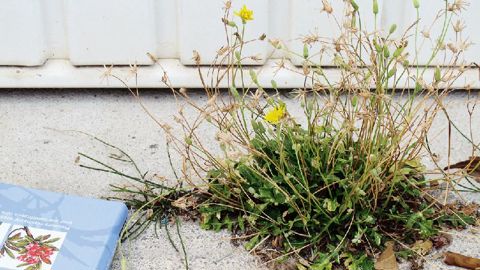 Les changements de pratiques pour limiter l'usage des désherbants chimiques ont conduit à la réapparition d'une flore spontanée en ville.