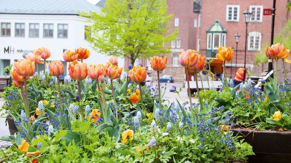 'Happy Queen' mélange des espèces fleurissant longtemps dans des tons chauds d'orange et de jaune, avec du bleu.PHOTO : VERVER 'Happy Queen' mélange des espèces fleurissant longtemps dans des tons chauds d'orange et de jaune, avec du bleu.PHOTO : VERVER