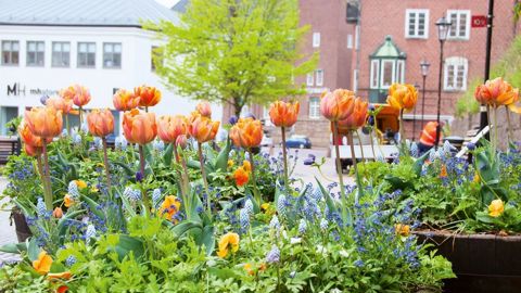 'Happy Queen' mélange des espèces fleurissant longtemps dans des tons chauds d'orange et de jaune, avec du bleu.PHOTO : VERVER