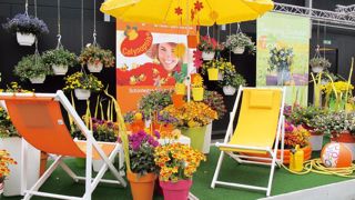 À l'instar des firmes Selecta et Schoneveld, l'amont de la filière ornementale se préoccupe de marques commerciales, de démarches et d'initiatives marketing, de suggestions d'ambiances et d'atmosphères... pour aider les producteurs, jardineries et autres points détaillants à vendre le végétal d'ornement. À l'instar des firmes Selecta et Schoneveld, l'amont de la filière ornementale se préoccupe de marques commerciales, de démarches et d'initiatives marketing, de suggestions d'ambiances et d'atmosphères... pour aider les producteurs, jardineries et autres points détaillants à vendre le végétal d'ornement.