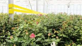 Selon les derniers chiffres disponibles dans l'observatoire des données économiques et financières des exploitations horticoles et de pépinière, les producteurs de fleurs coupées ont connu, en 2011, un exercice dynamique, mais les structures restent fragiles. Selon les derniers chiffres disponibles dans l'observatoire des données économiques et financières des exploitations horticoles et de pépinière, les producteurs de fleurs coupées ont connu, en 2011, un exercice dynamique, mais les structures restent fragiles.