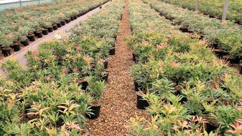 PHOTO : PASCAL FAYOLLE