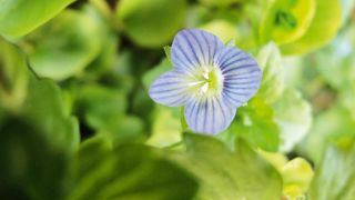 Les nouvelles technologies permettent par exemple à un promeneur de rechercher le nom d'une plante à déterminer à l'aide d'un Smartphone (application mobile Pl@ntNet). Les nouvelles technologies permettent par exemple à un promeneur de rechercher le nom d'une plante à déterminer à l'aide d'un Smartphone (application mobile Pl@ntNet).