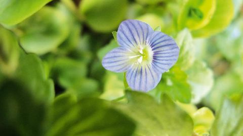 Les nouvelles technologies permettent par exemple à un promeneur de rechercher le nom d'une plante à déterminer à l'aide d'un Smartphone (application mobile Pl@ntNet).