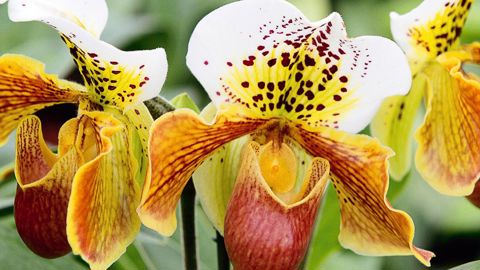 PHOTO : MAPP. MIOULANE